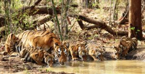 Read more about the article URBANIZATION OF THE TADOBA TIGERS