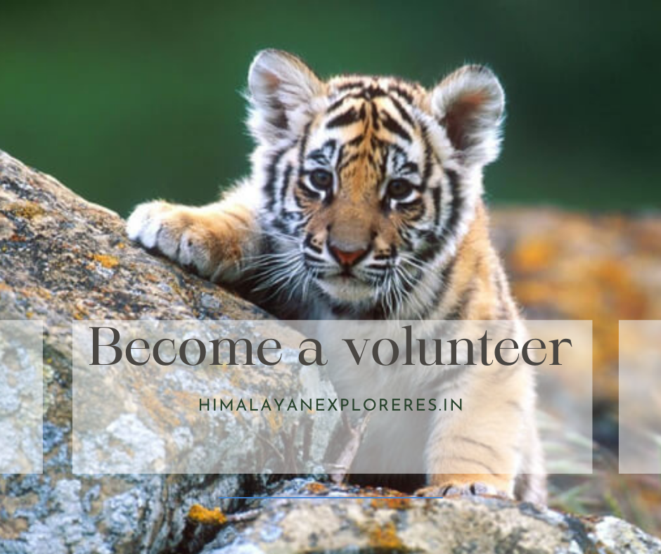 volunteer